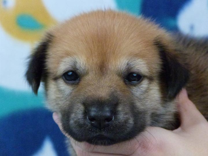 chinook puppy